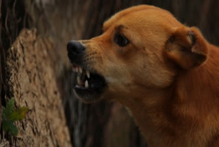 Representational Image.