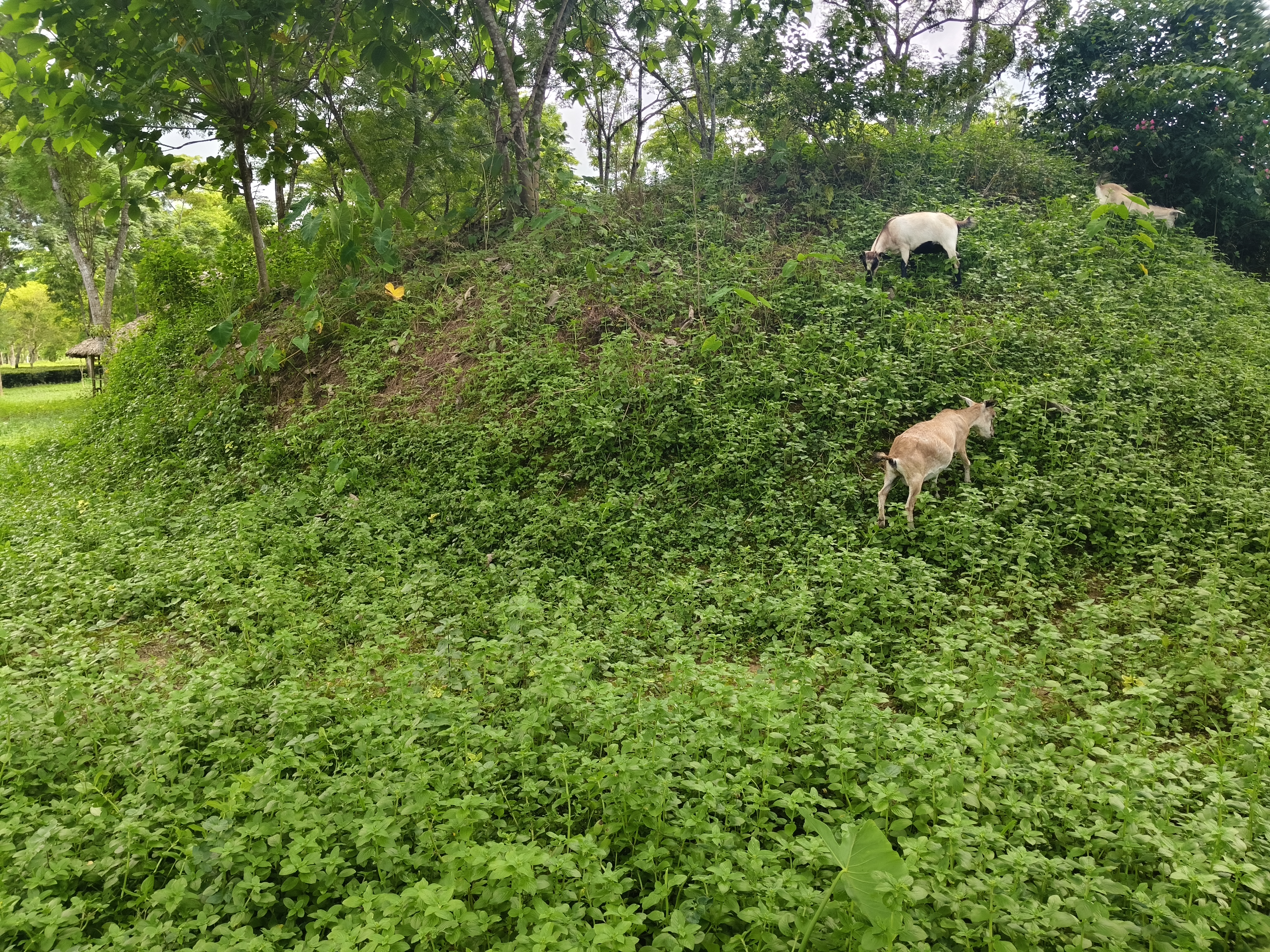 history of the heritage site Dasharath Bahikhowa Borphukan Maidam