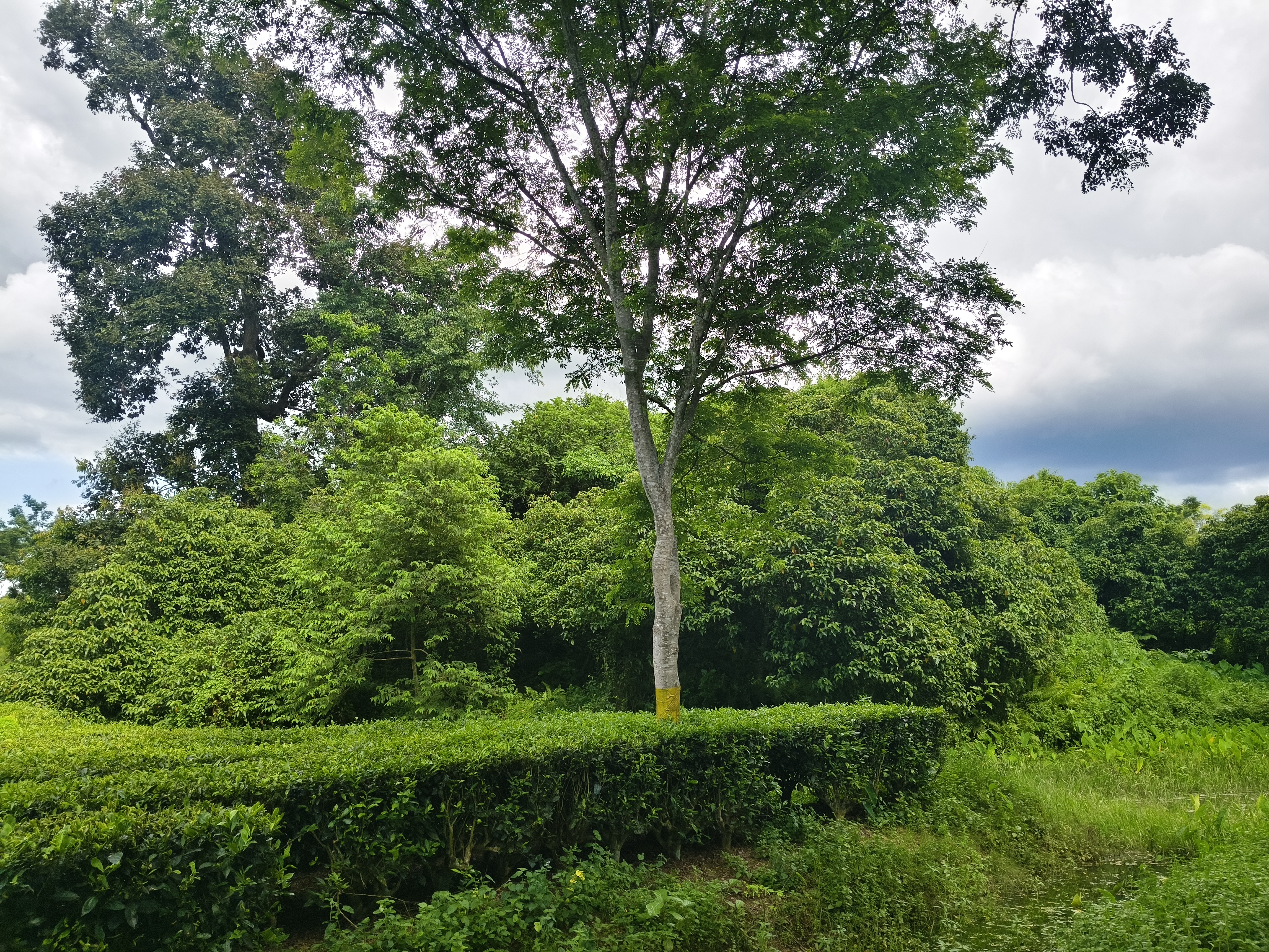 history of the heritage site Dasharath Bahikhowa Borphukan Maidam