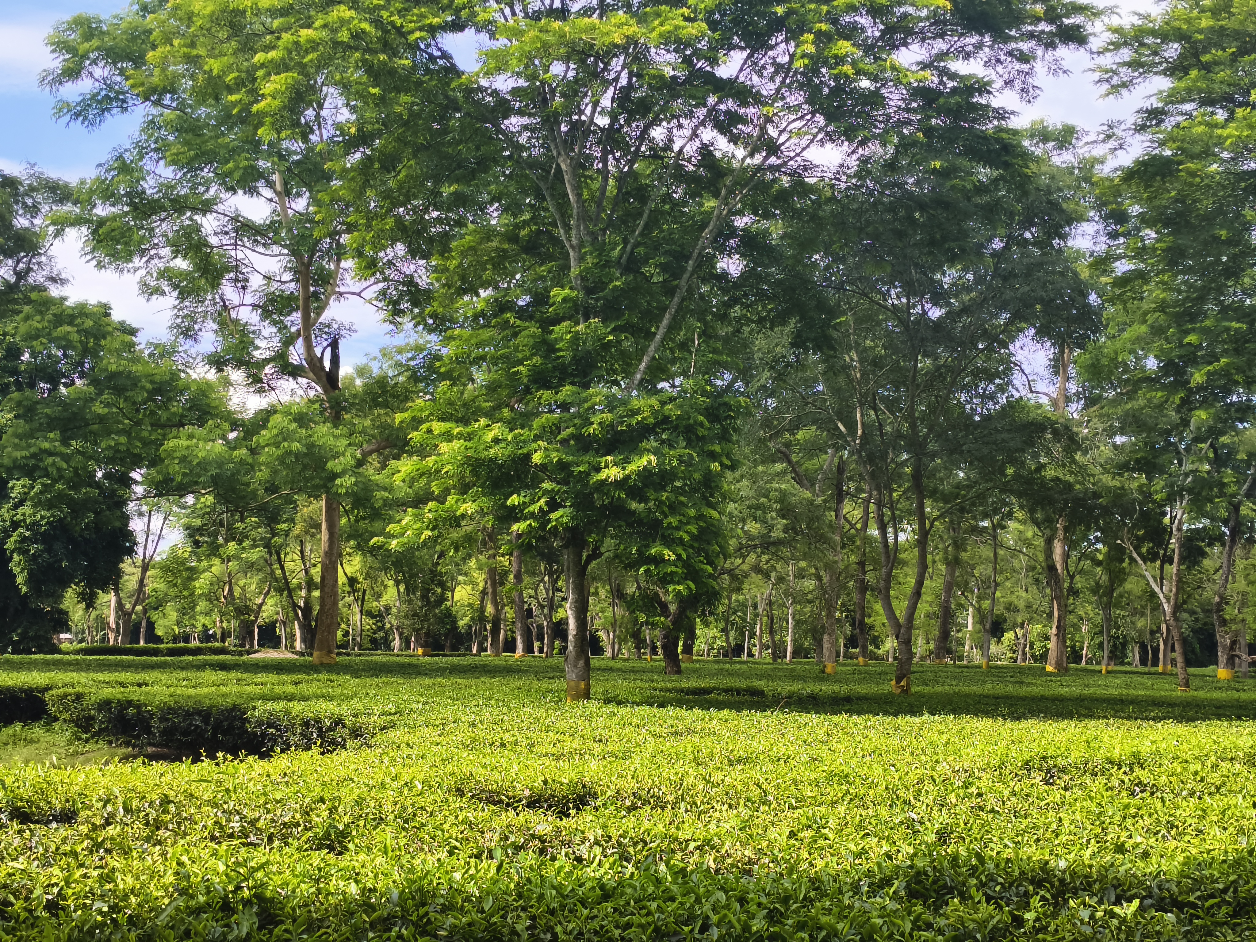 history of the heritage site Dasahrath Bahikhowa Borphukan Maidam