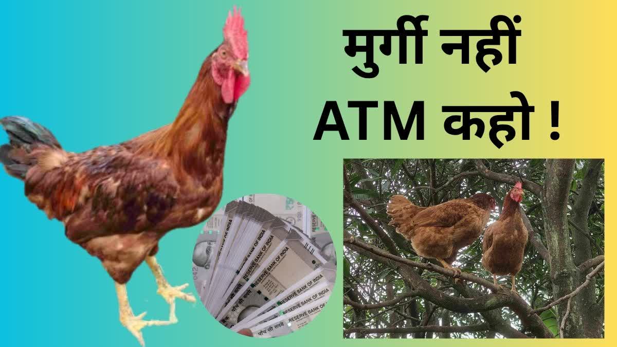 FARMERS EARNINGS POULTRY BUSINESS
