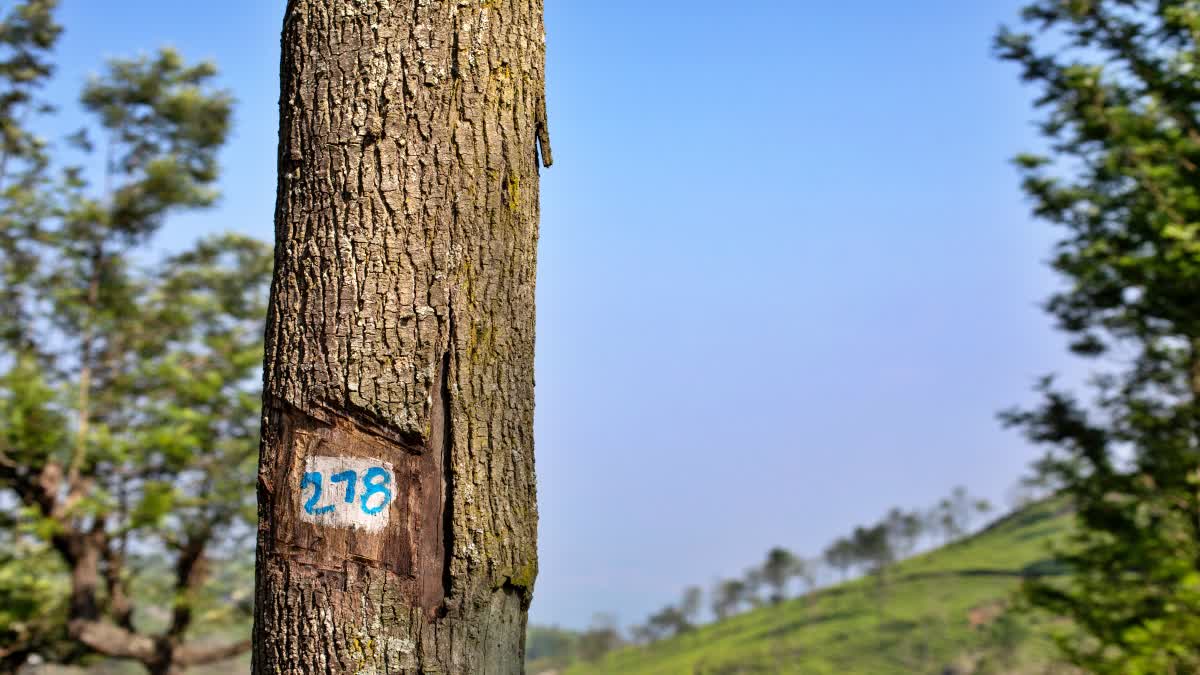 Why are Numbers Written on Trees
