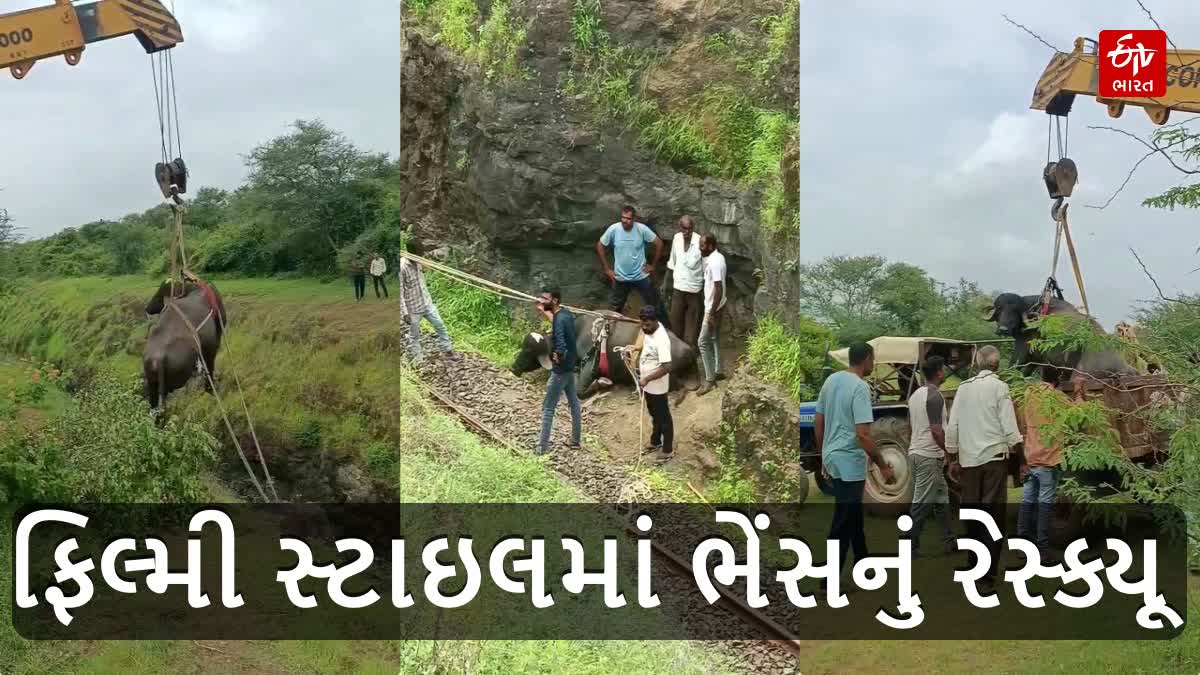 ધારીના છતડીયા રેલવે ટ્રેક નજીક ભેંસનું ફિલ્મી સ્ટાઇલમાં રેસ્ક્યૂ ઓપરેશન