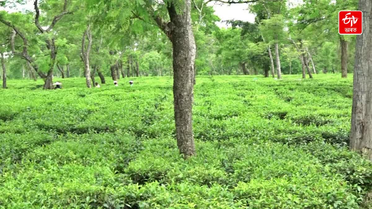 Assam tea garden
