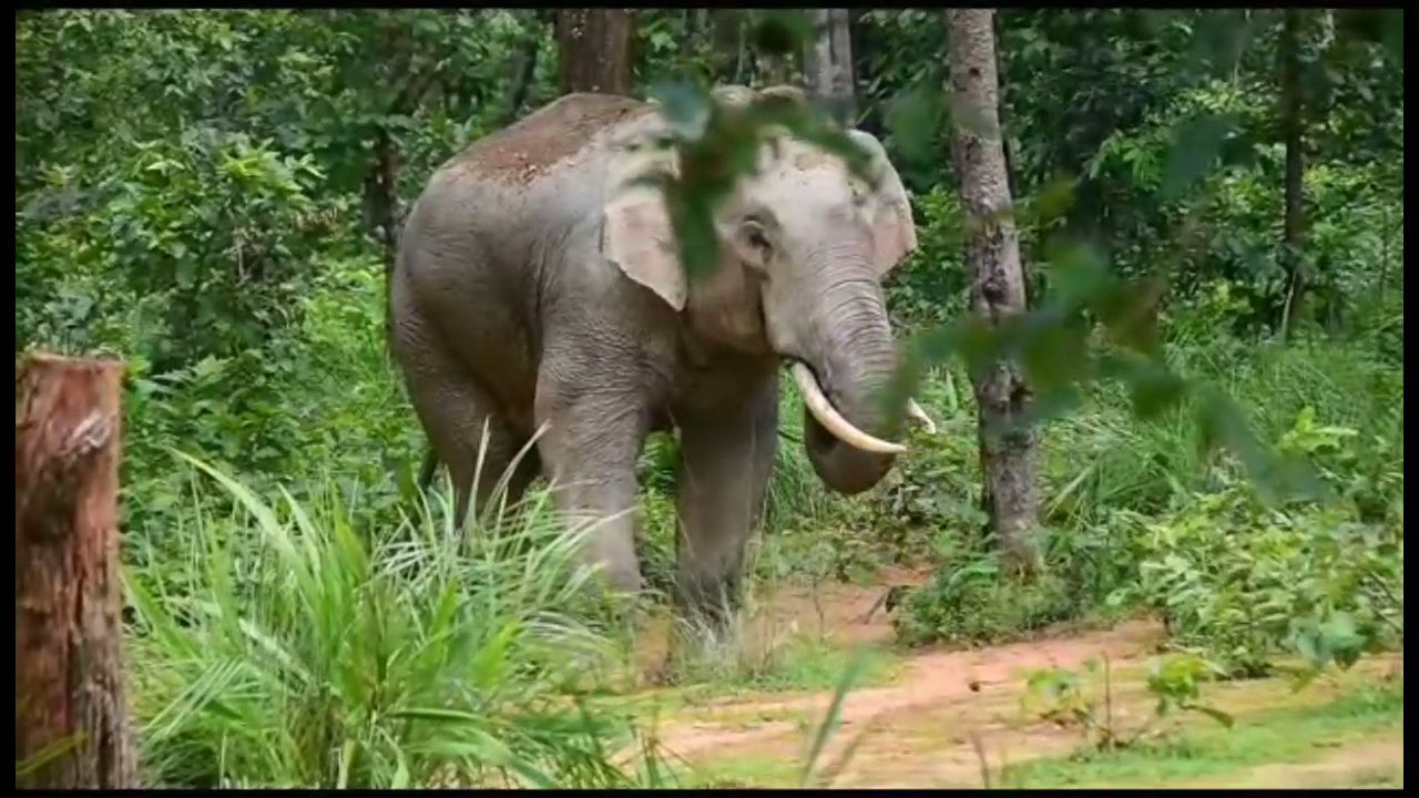 Elephants from neighboring states