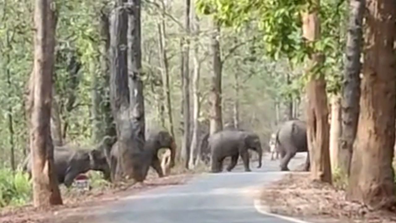 Conservation of elephant