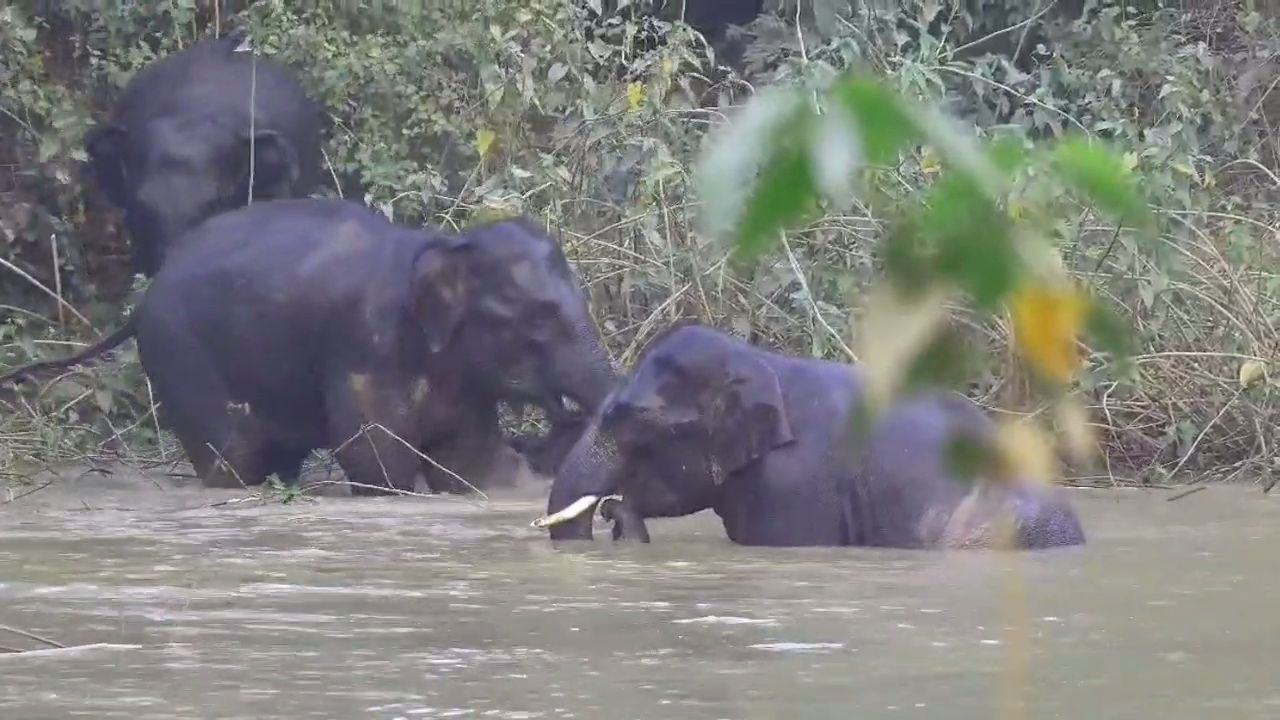 ELEPHANT CORRIDORS