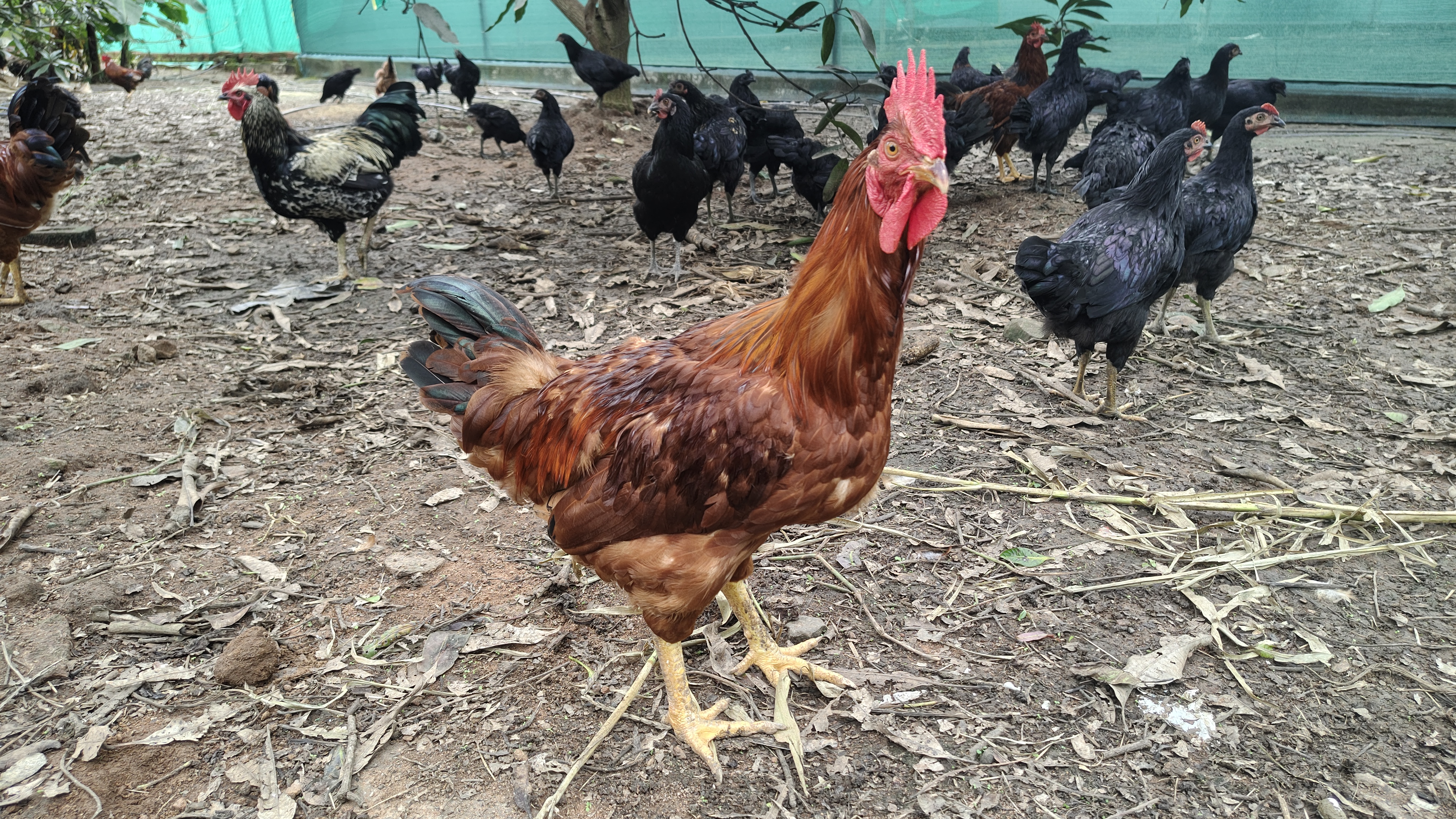 GRAM PRIYA HEN EGG CAPACITY
