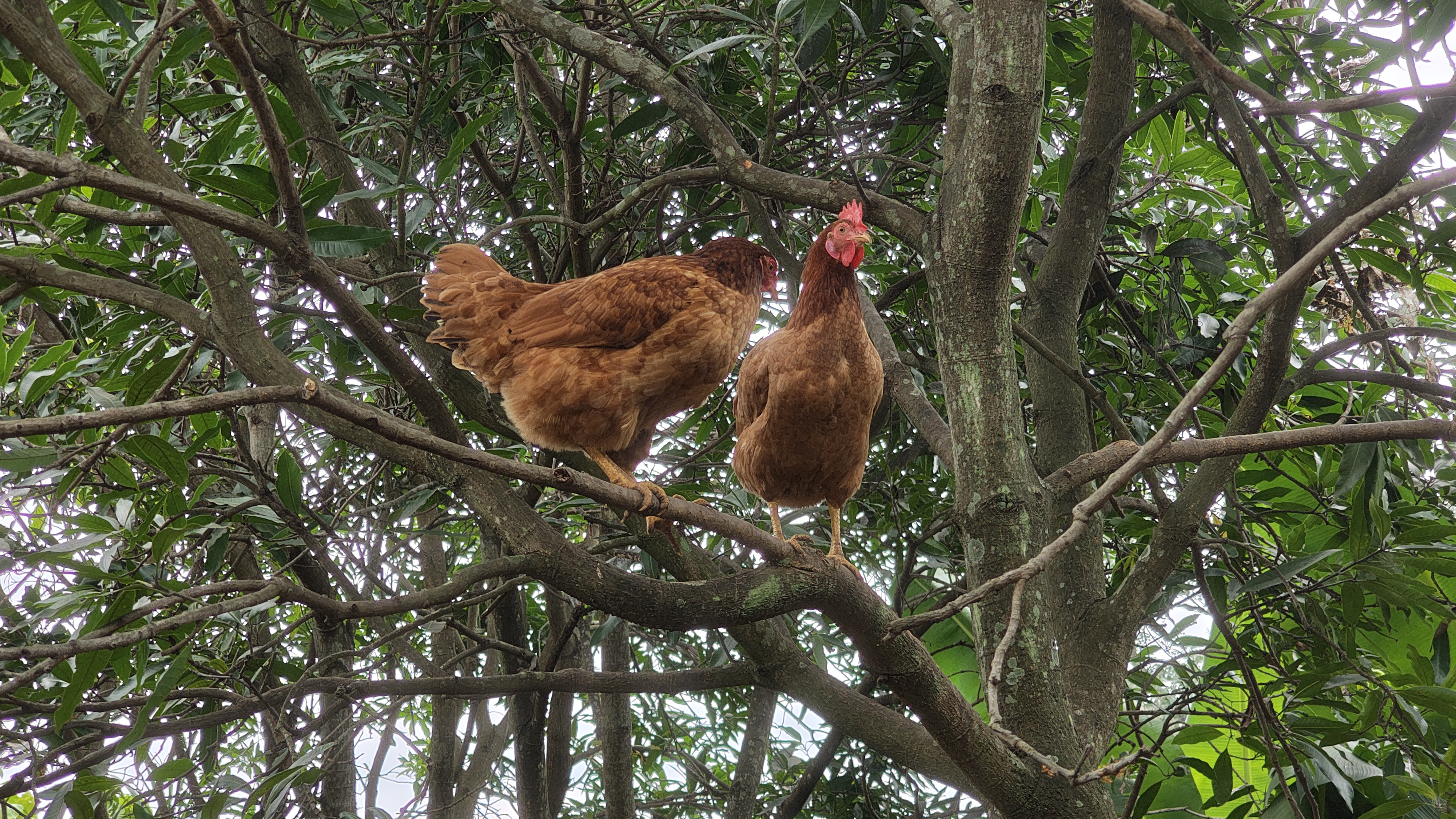 shahdol Backyard Poultry