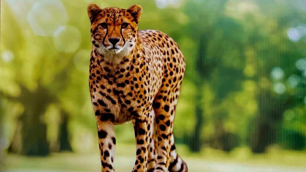 First India-Born Cheetah Set To Reach Adulthood In Kuno National Park