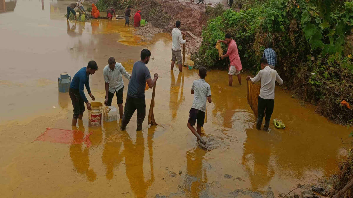 People filling oil spilled in the field into vessels