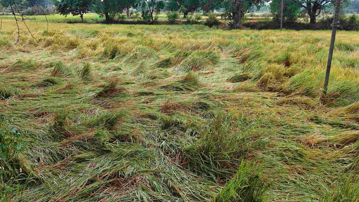 चक्रवात अर्नब का कांकेर में असर, बेमौसम बारिश से धान की फसल को नुकसान की  आशंका