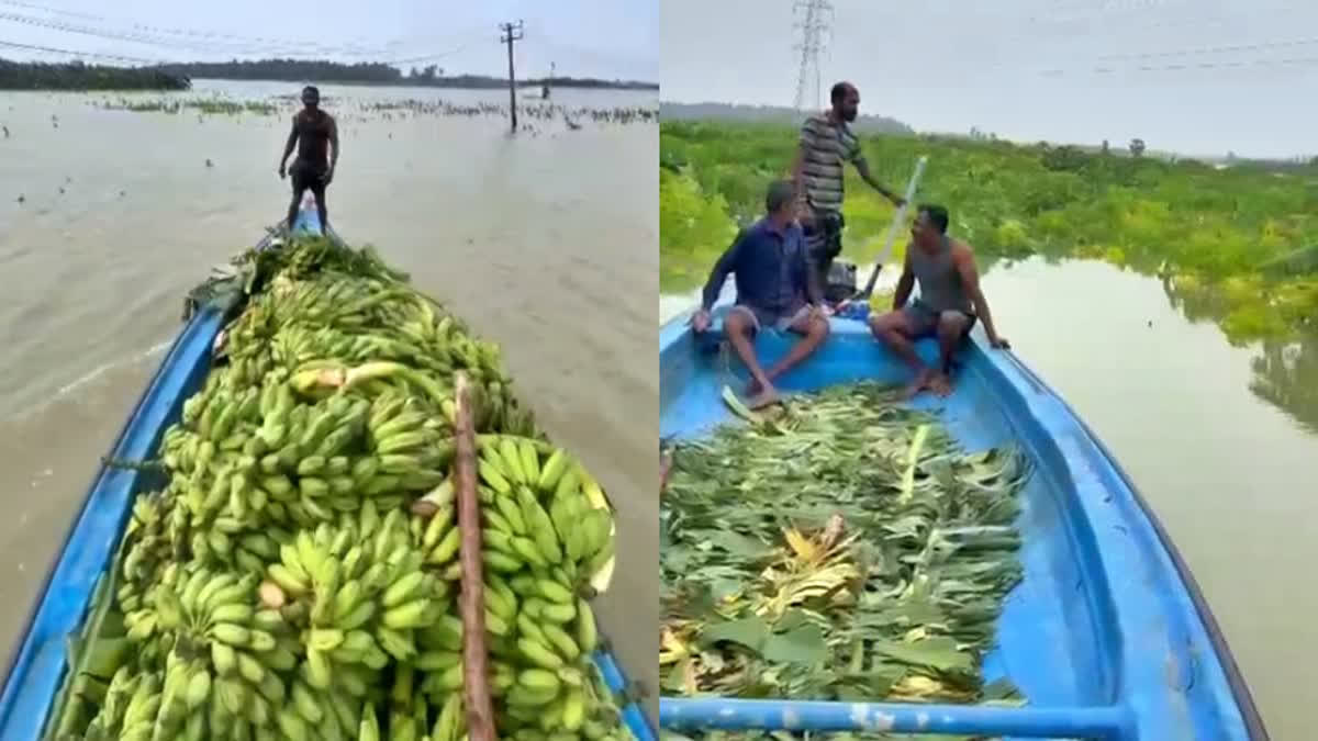 Rains Flood Banana Plantations In Tamil Nadu, Farmers Using Boats To ...