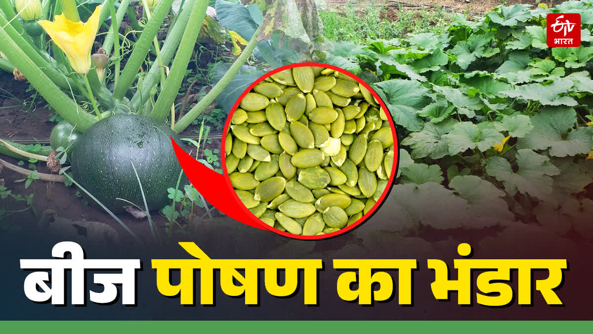 Pumpkin seeds nutrition storehouse