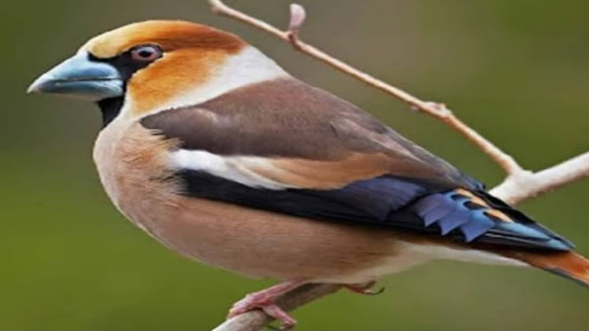 Hawfinch, a rare species of bird native to Europe, East Asia and North Africa was sighted at the Corbett National Park recently.