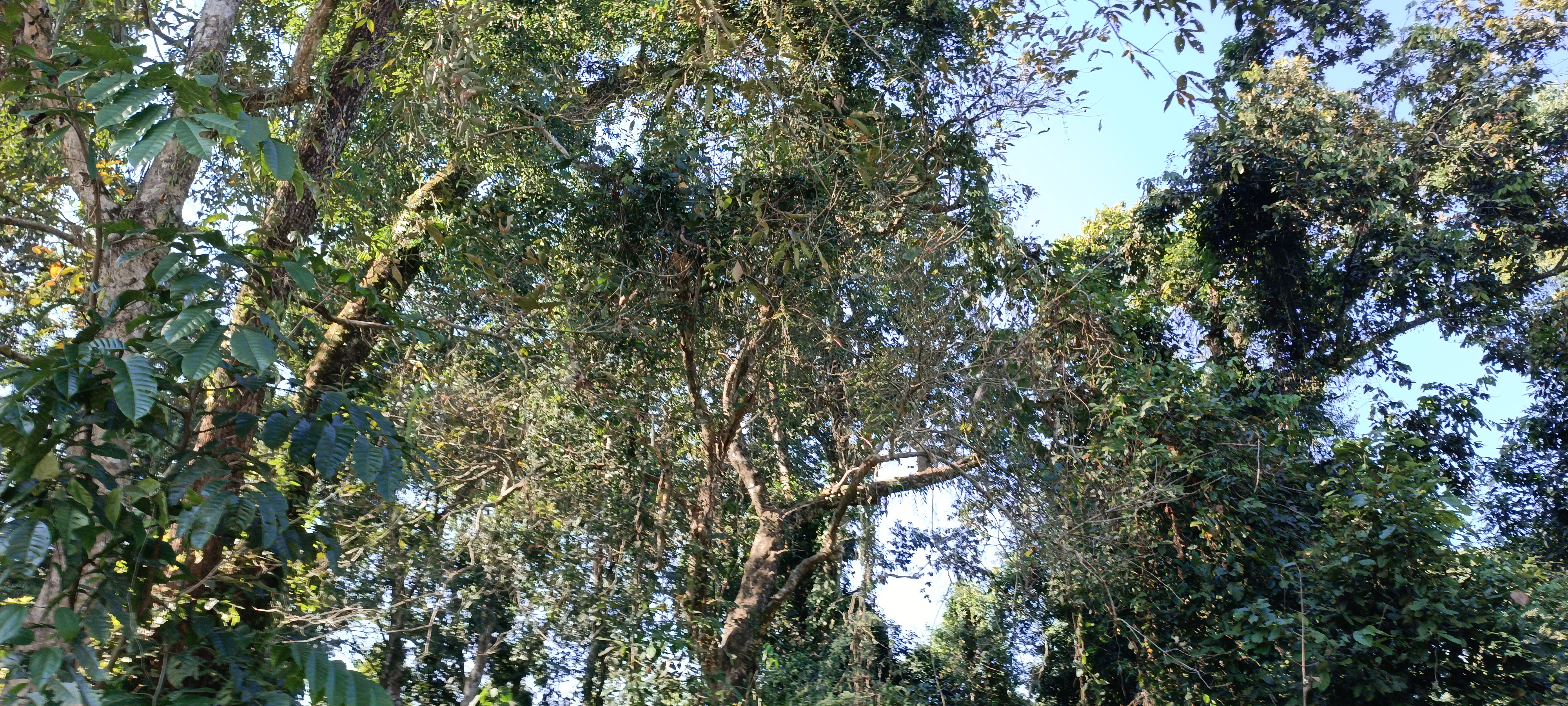 Dolung Reserve Forest