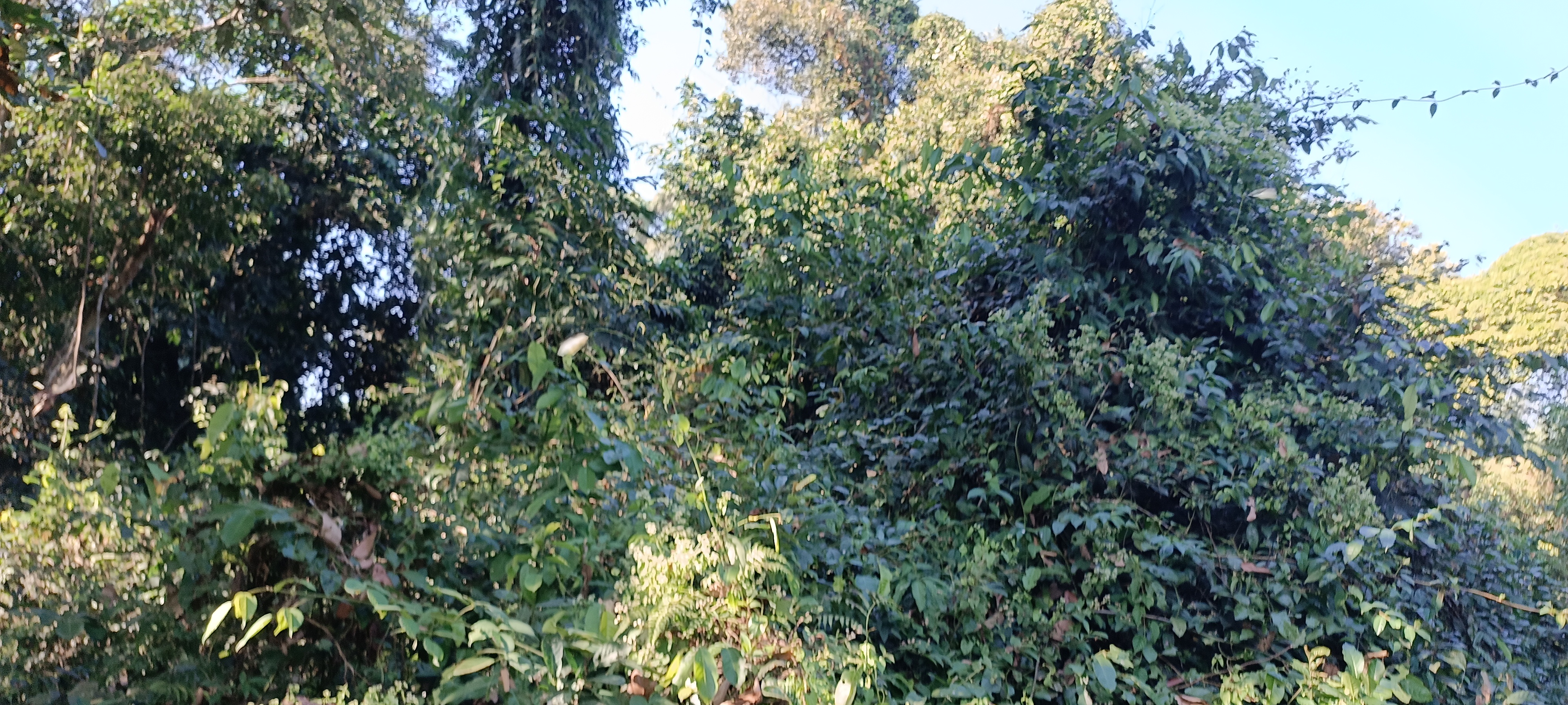 Dolung Reserve Forest