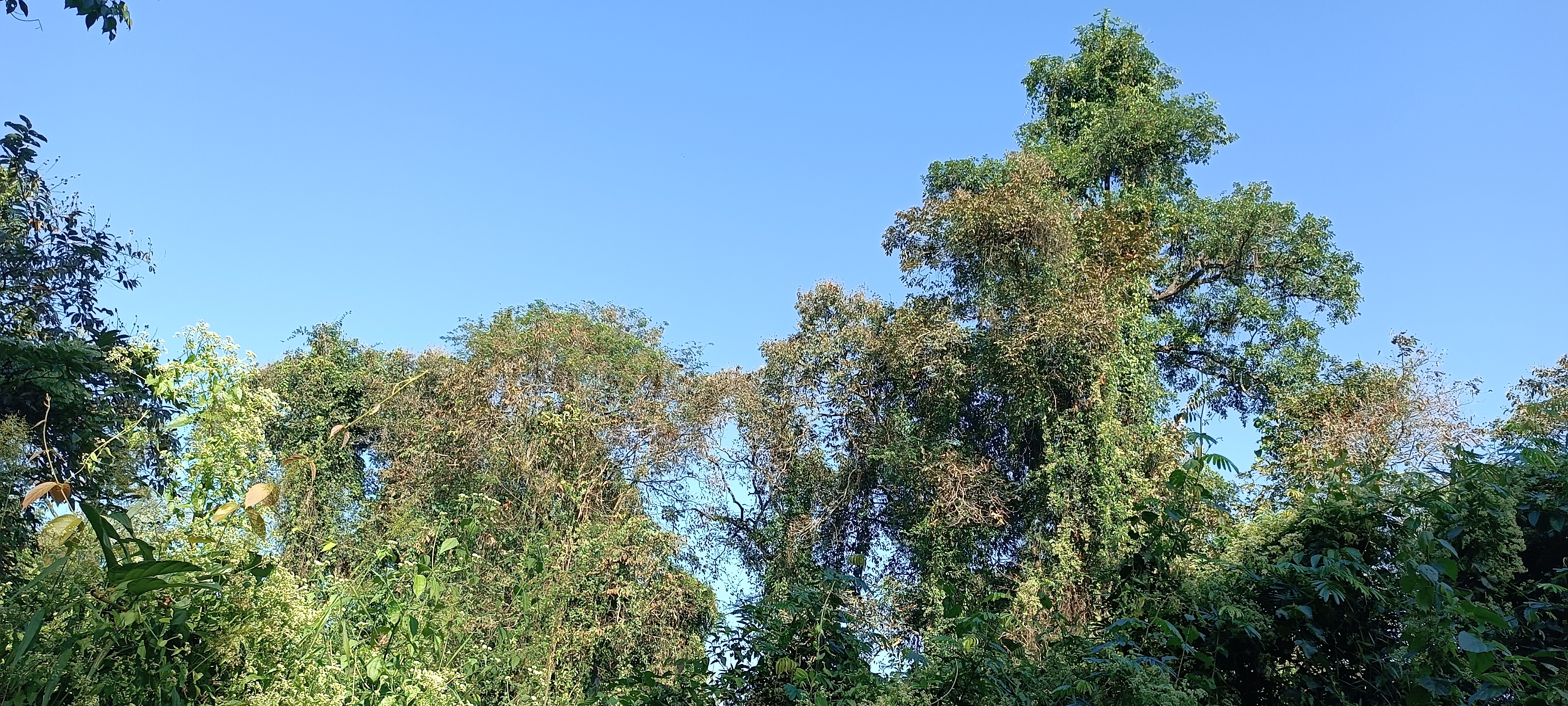 Dolung Reserve Forest