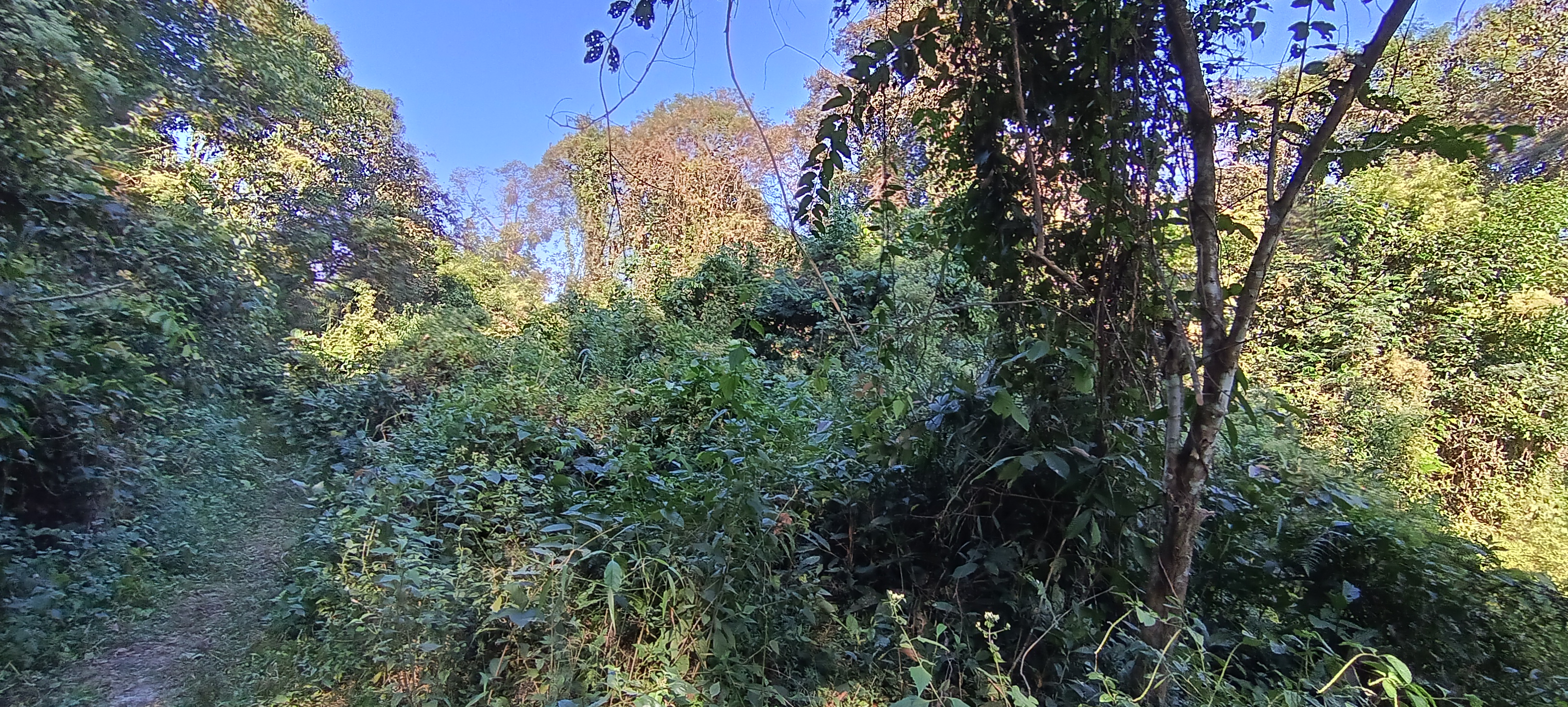 Dolung Reserve Forest