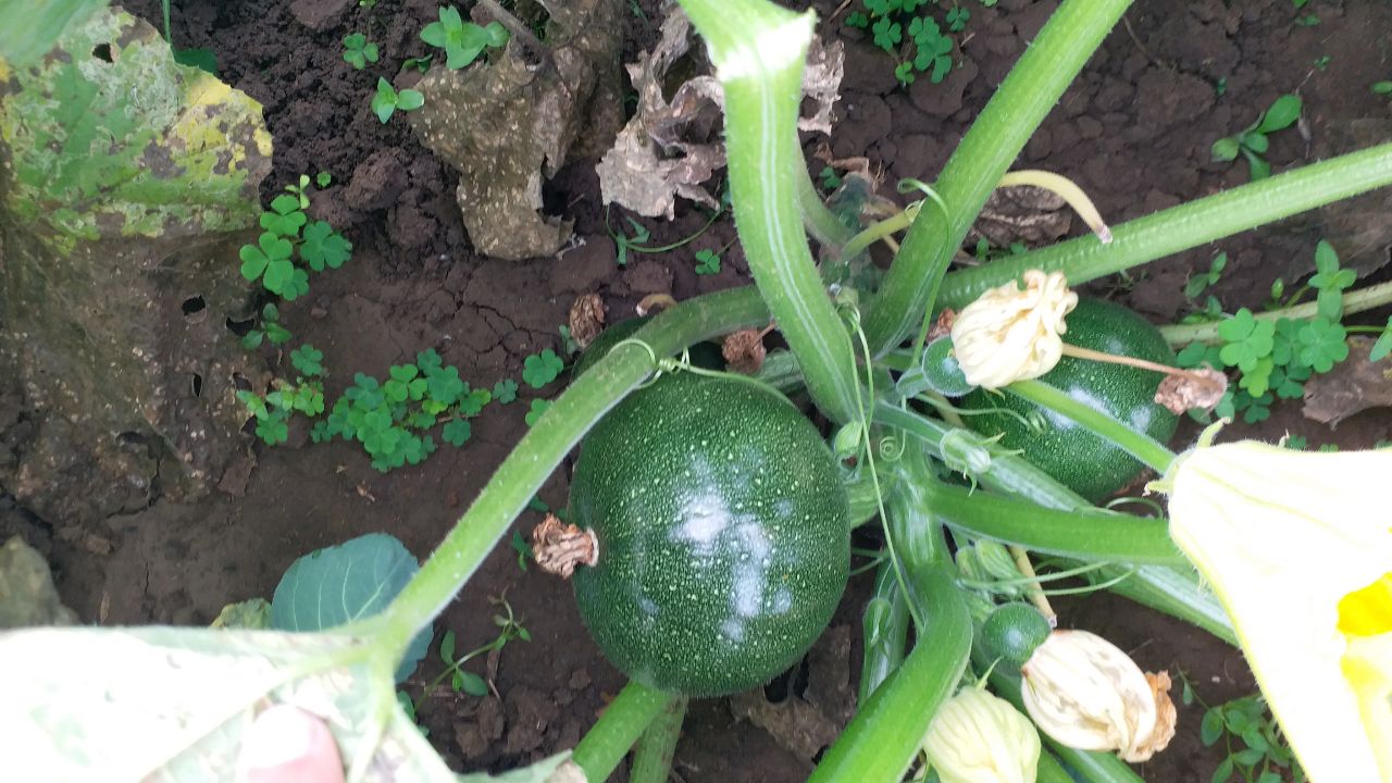 Shahdol Pumpkin cultivation Method
