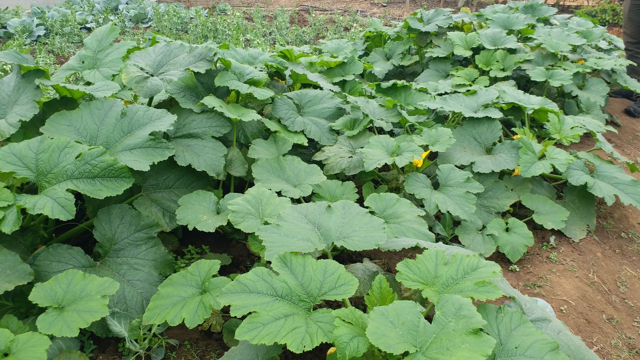 Shahdol farmers Pumpkin cultivation