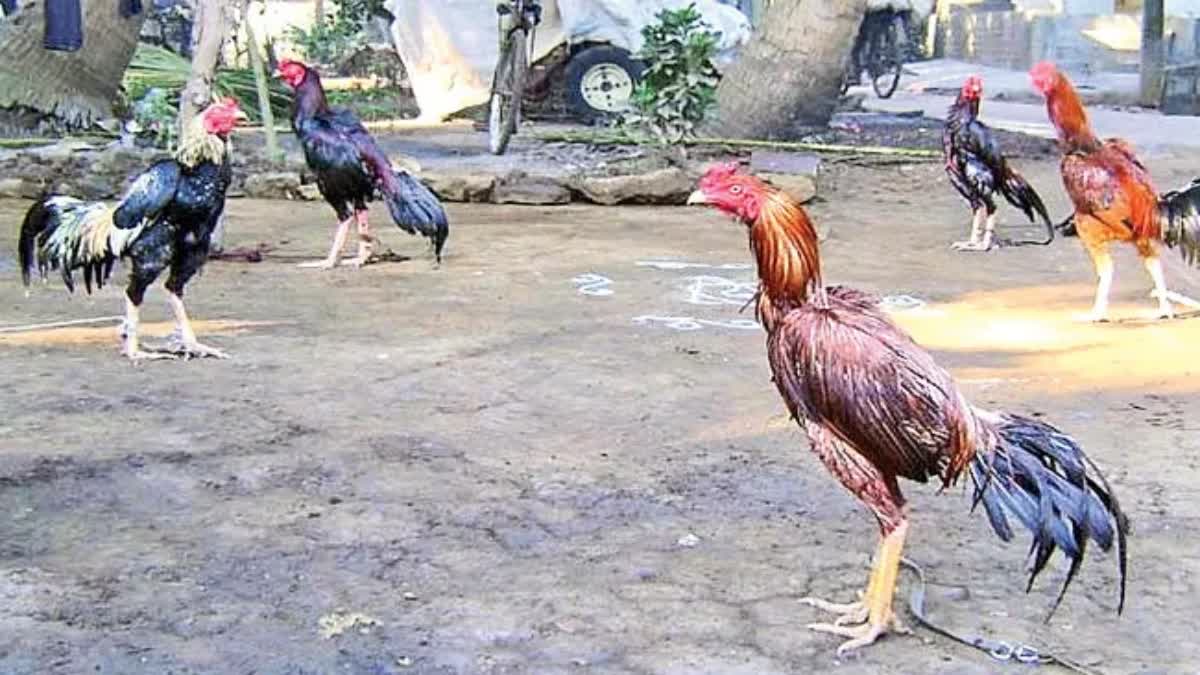 Cockfights Competitions In East Godavari District