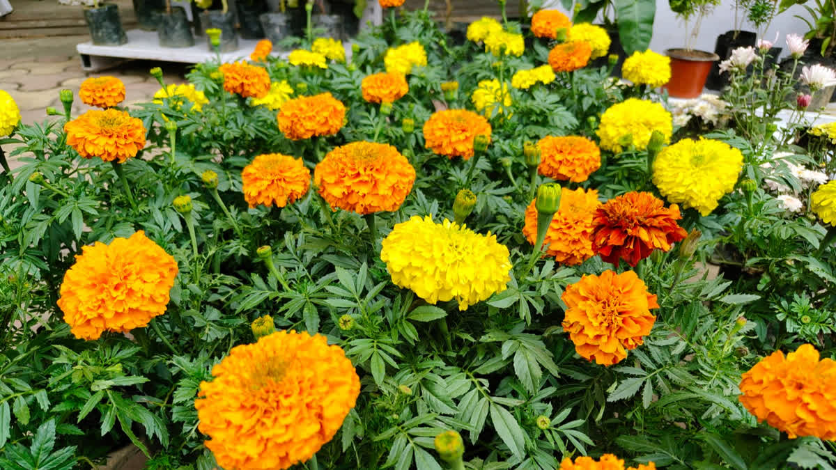 Winter Flower Exhibition