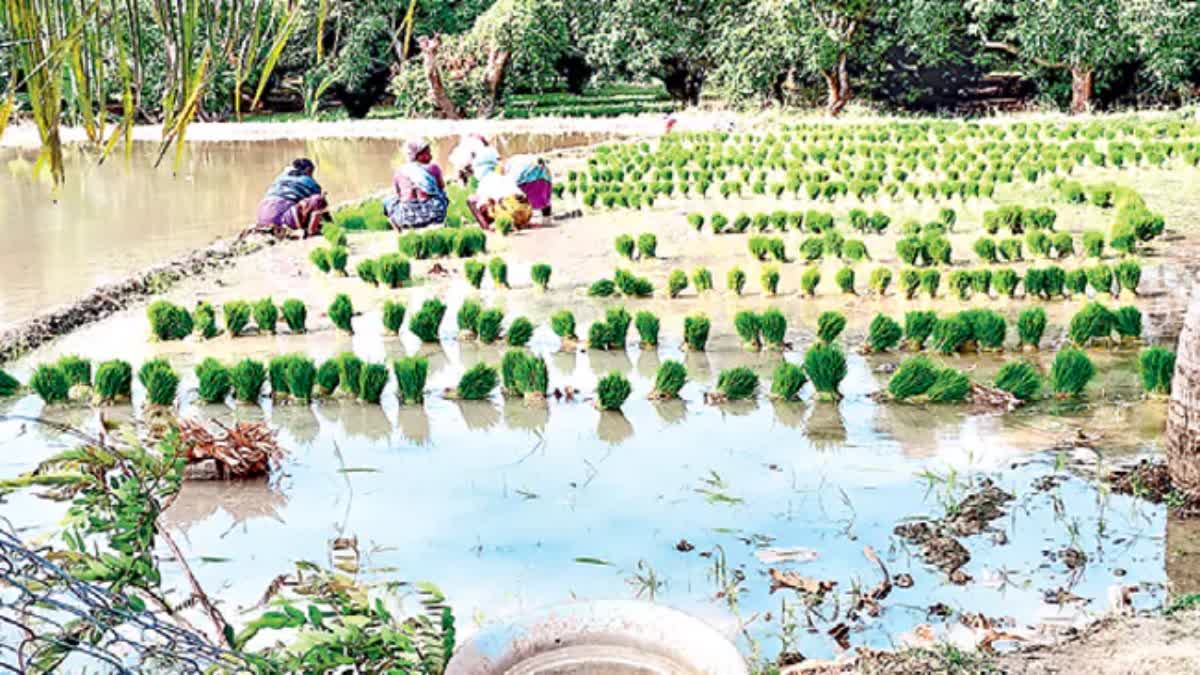 Rice Cultivation Increasing In Chitoor Distrcit