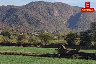 Aravalli hills spread across Alwar district