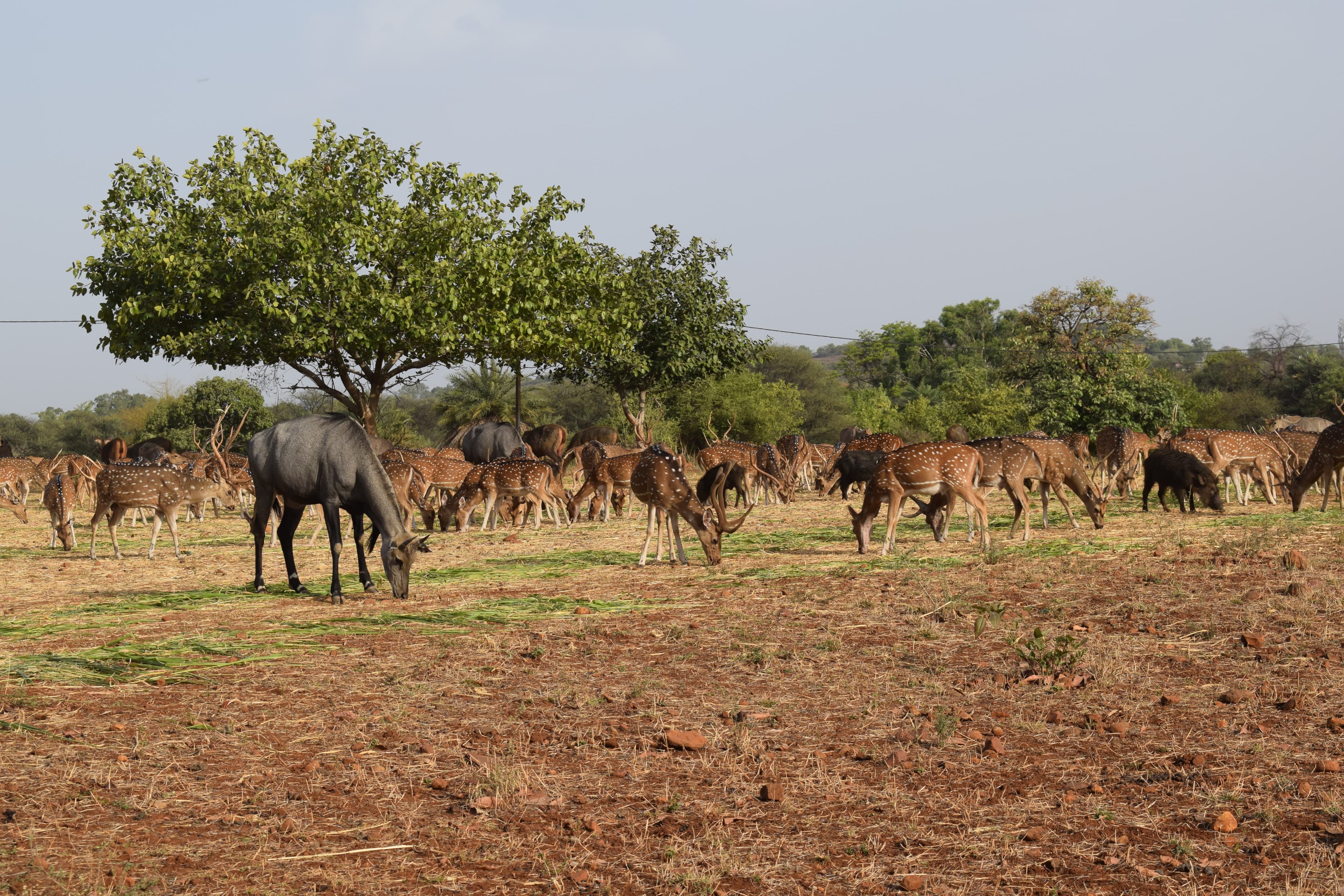 TIGER RESERVES BOOKING NEW YEAR