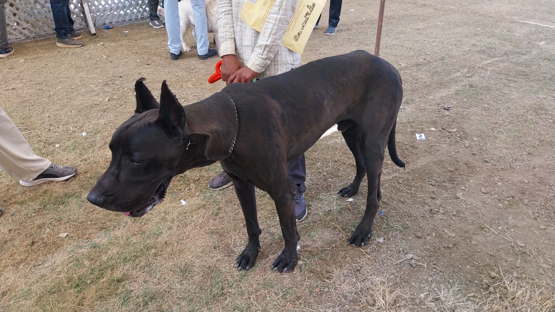 JABALPUR DOG FAIR