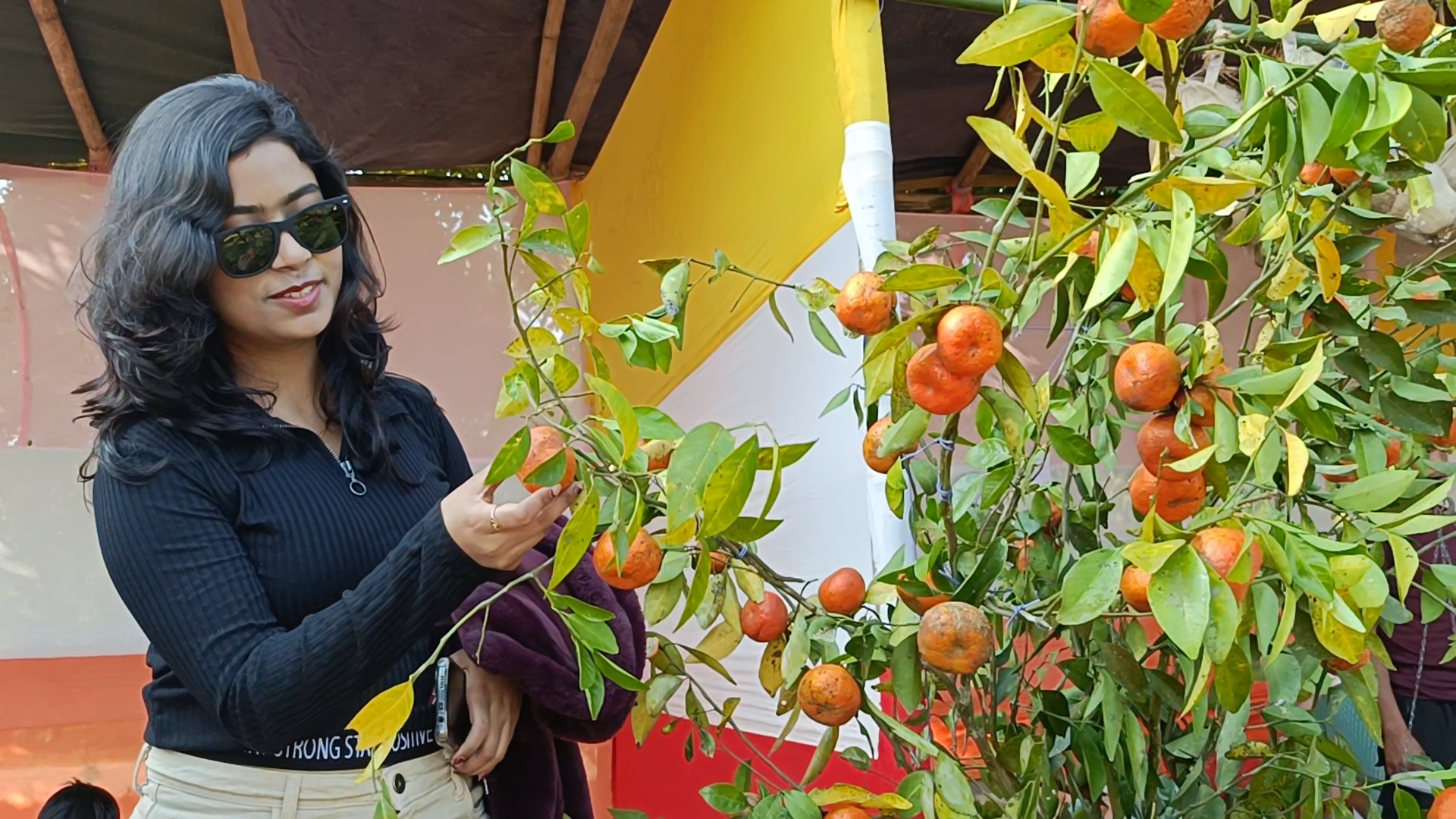 Ampri Valley Orange Festival 2025 has begun in Dimoria