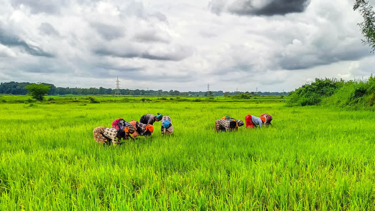 Nitrogen For Crops