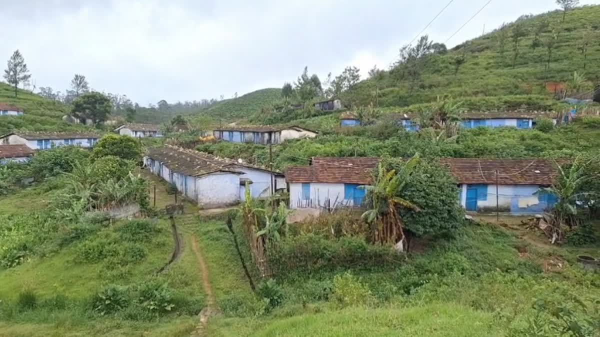 மாஞ்சோலை தேயிலைத் தோட்ட குடியிருப்புகளை காலிசெய்ய 7 நாட்கள் கெடு - நிறுவனம் நோட்டீஸ்