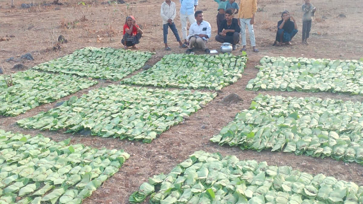 आदिवासी अर्थव्यवस्था को मिलेगा बड़ा सहारा, तेंदूपत्ता नीलामी की बोली शुरू,  10 करोड़ से ऊपर जाने का अनुमान