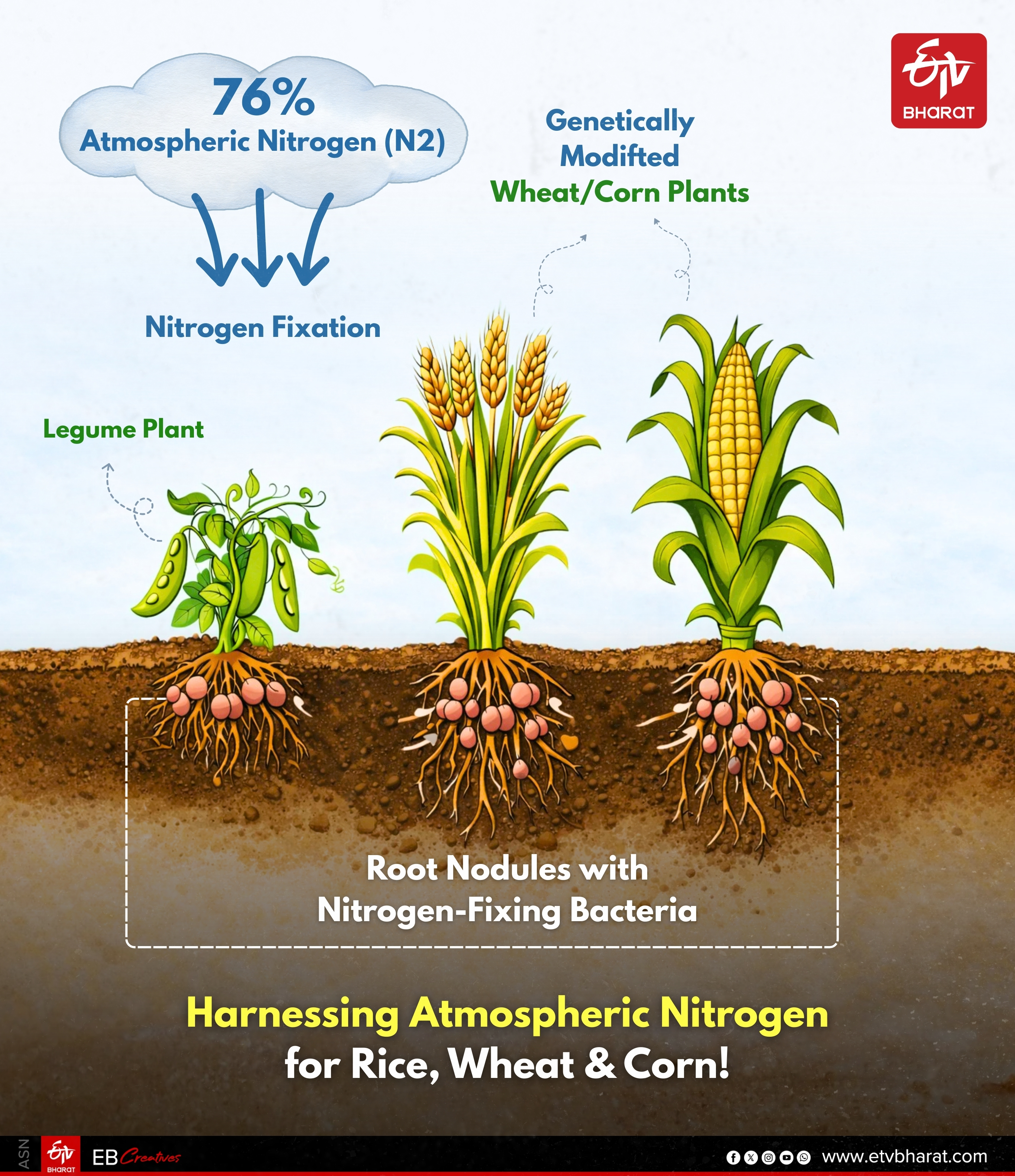 nitrogen For crops