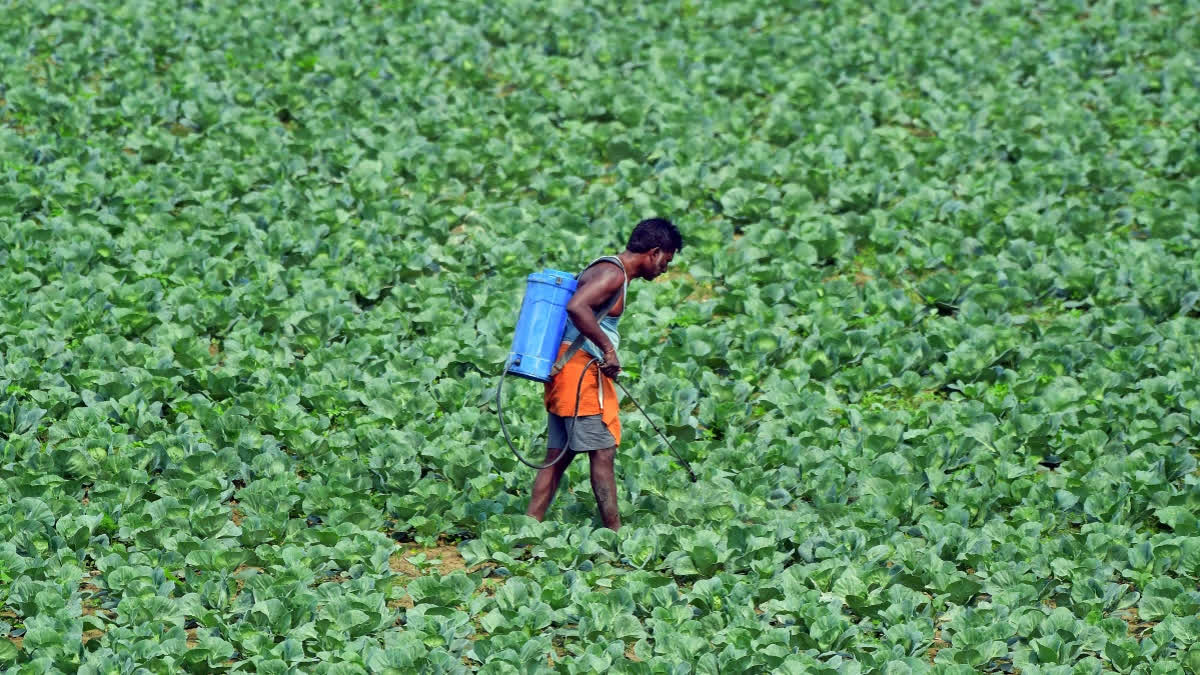 Analysis As Iran War Eats Into India Urea Supply What Are Our Options