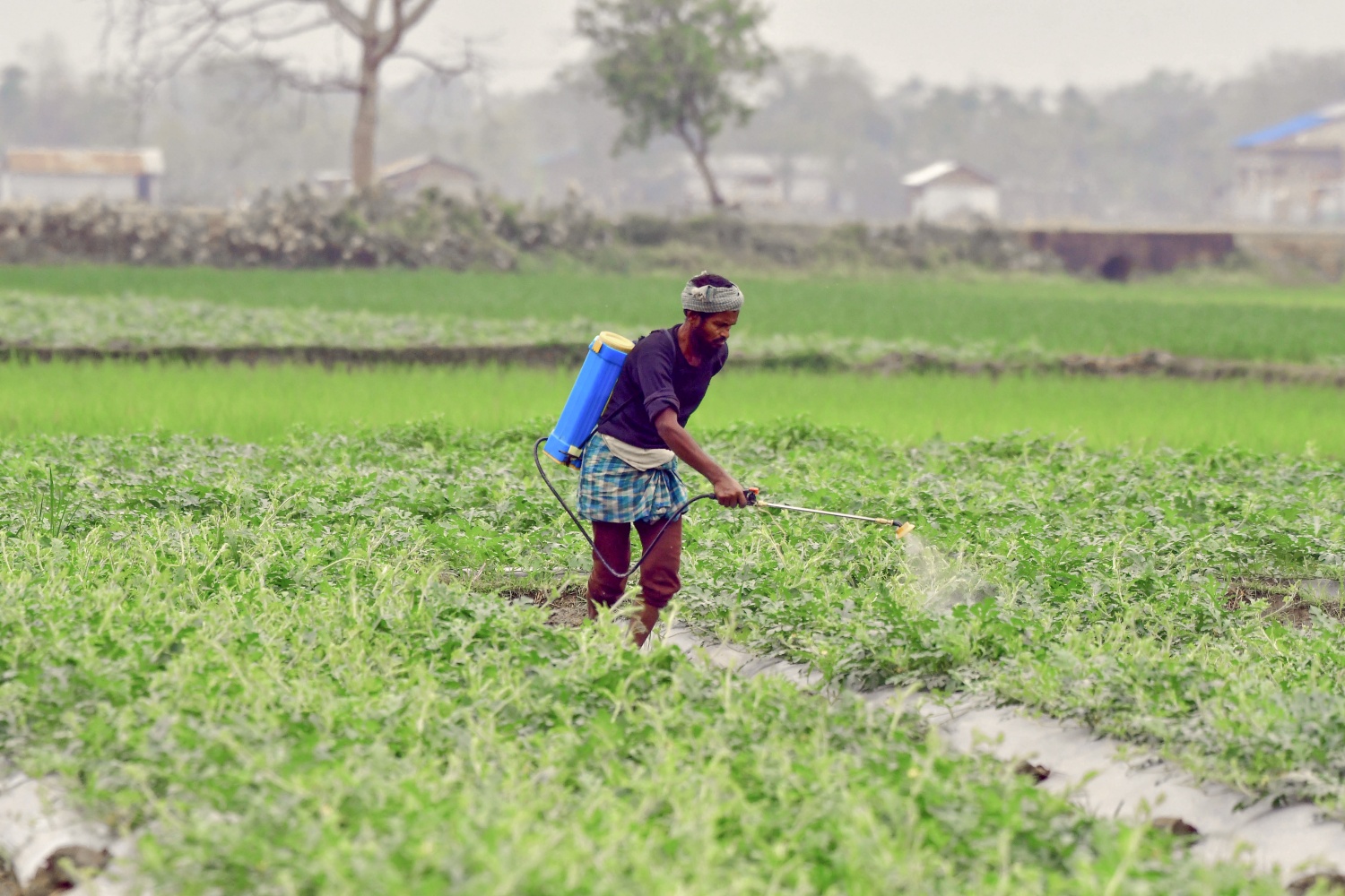 Analysis As Iran War Eats Into India Urea Supply What Are Our Options