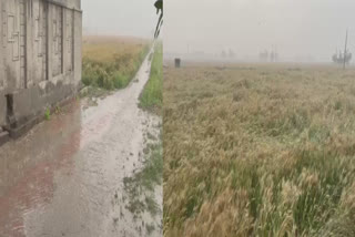 RAIN IN MANY DISTRICTS OF PUNJAB