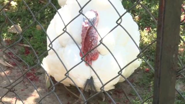 Heat Wave in Dehradun Zoo