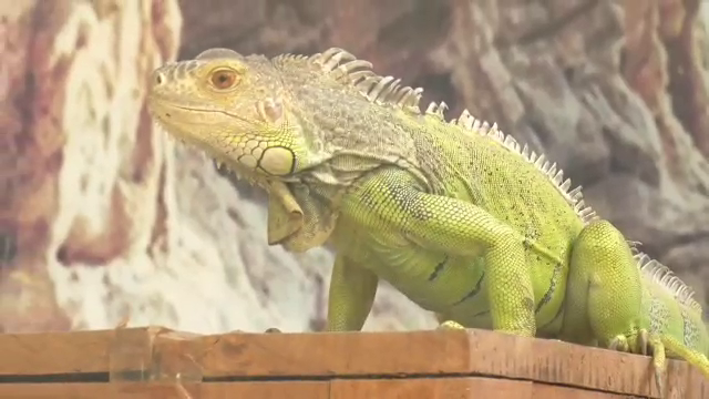 Heat Wave in Dehradun Zoo