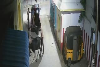 மாடுகள் கடத்தப்படும் காட்சி