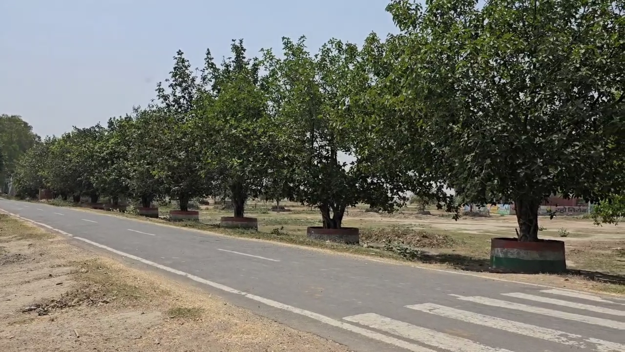 Old Man Initiative To Plant Trees