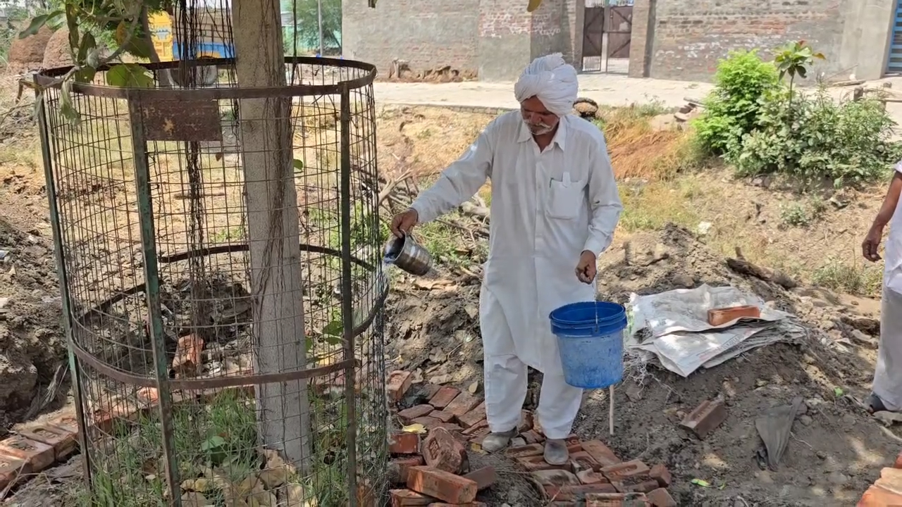 Old Man Initiative To Plant Trees