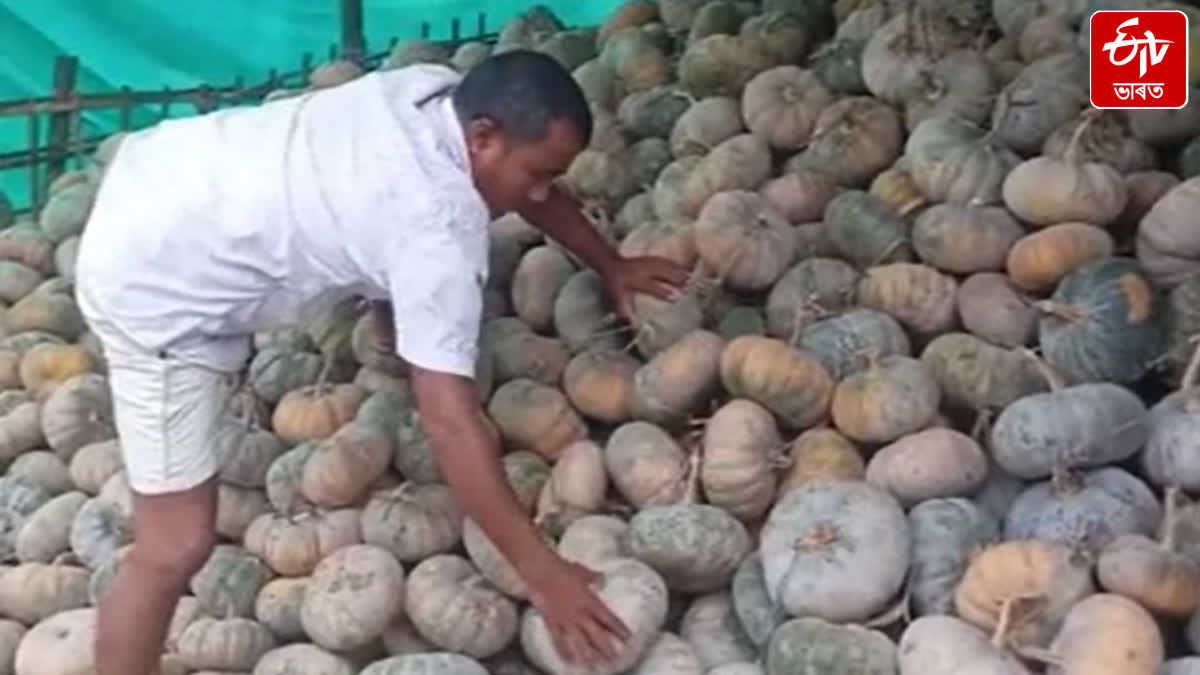 Due to lack of sales, Bokakhat farmers pumkin have become distressed