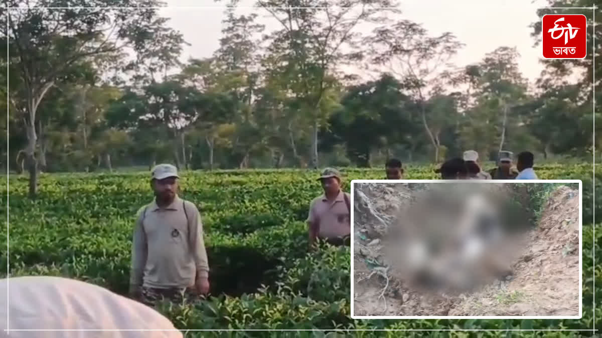 An elephant calf died after falling into a tea garden ditch in Golaghat
