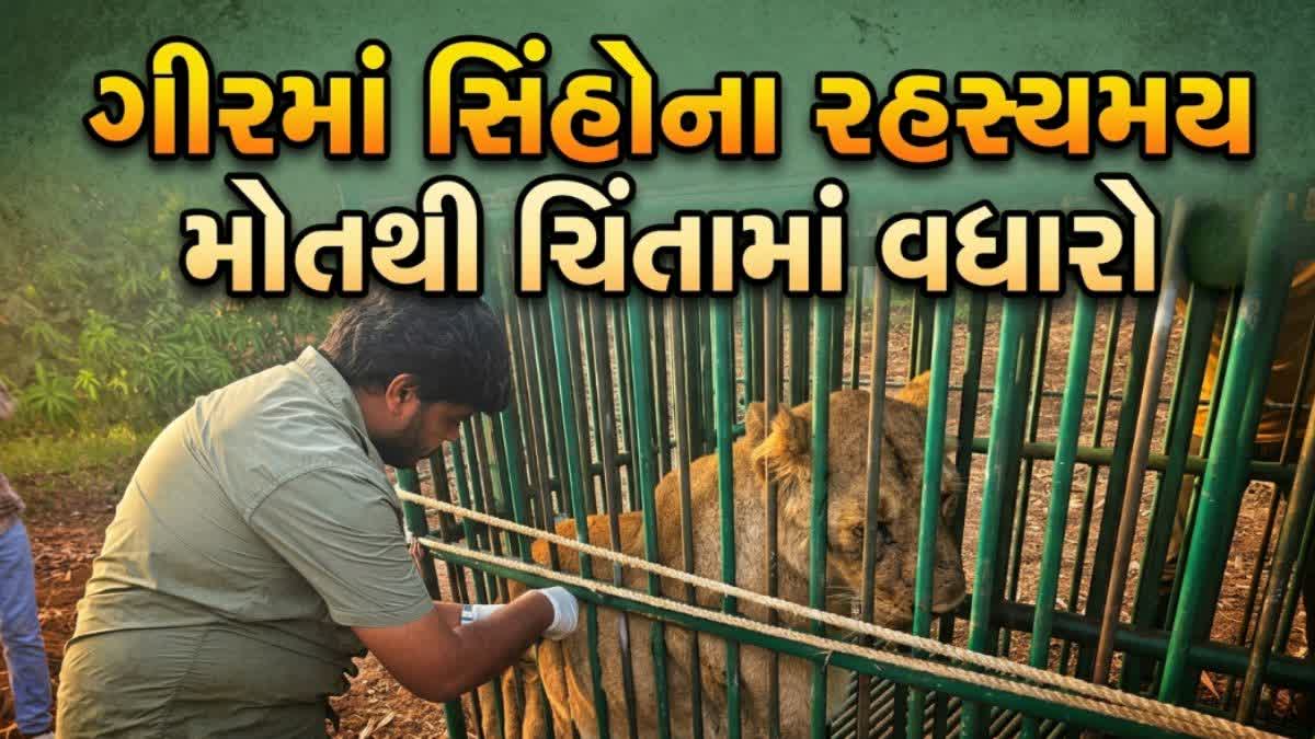 ગીરમાં ગંભીર વાયરસને કારણે વધુ બે સિંહબાળના મોત