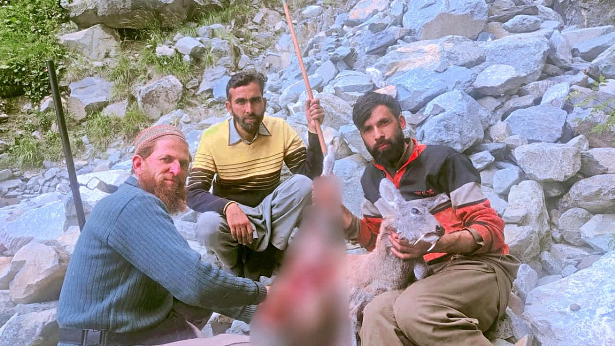 Rare Wild Goat's 'Killing' Sparks Concern In Kashmir, Arrest Warrant Issued Against Poachers
