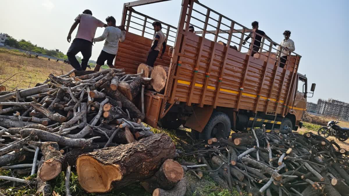 Massive Tree Felling in Solapur