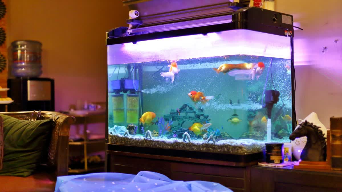 Aquarium Tips by Experts for Summer